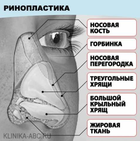 Части носа как называются человека схема