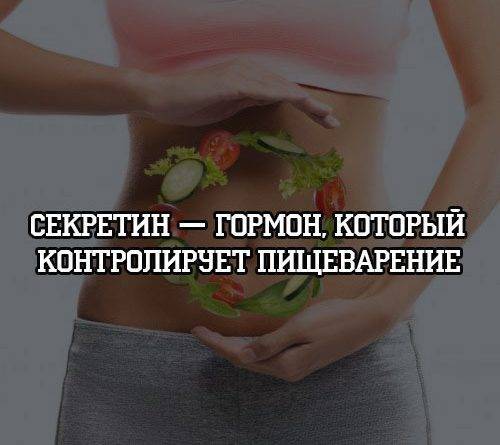 Секретин — гормон, который контролирует пищеварение - psihologii.ru