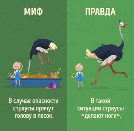 Мифы и правда о животных - he4to.ru