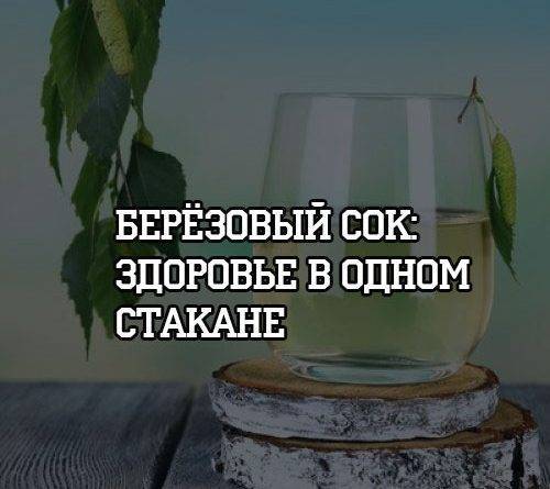 Берёзовый сок: здоровье в одном стакане - psihologii.ru - Русь