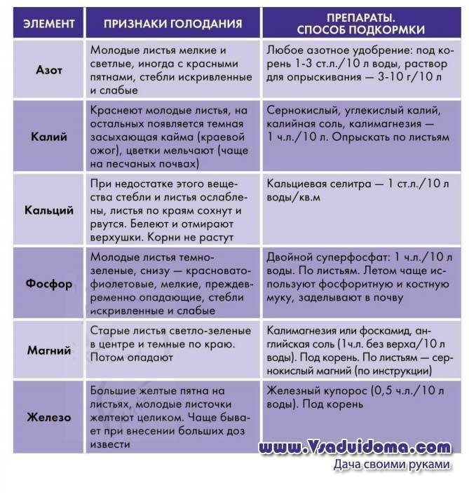 Схема подкормки роз в течении сезона