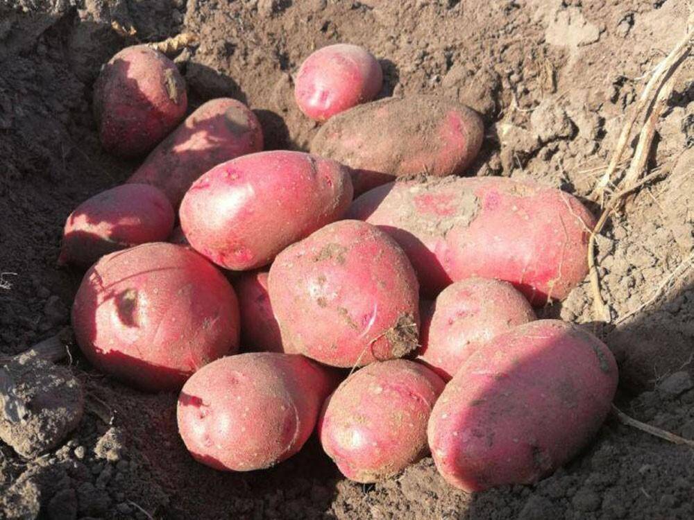 Сорт картофеля альвара фото и описание