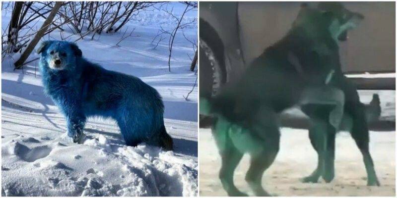 Почему собака синяя. Синие собаки в Дзержинске. Голубые псы Дзержинск. Синие собаки в Дзержинске Нижегородской области. Голубые собаки в Дзержинске.