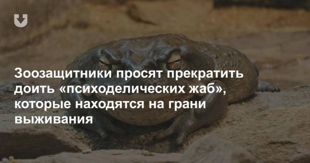 Просит остановиться. Животные которые находятся на грани выживания. Психоделичная лягушка. Покажи фото Жабы которая лежит на Камне.