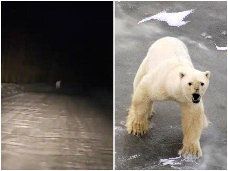 белые медведи бегут за камазом видео