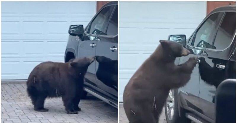 Медведь залазит в машину