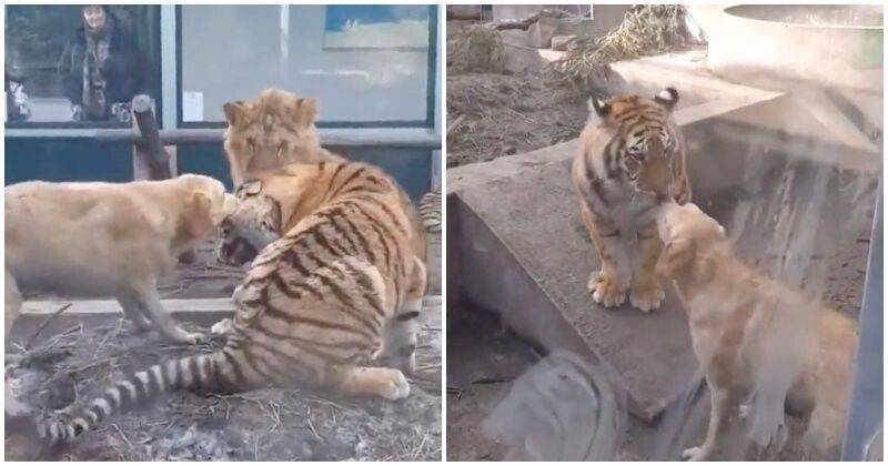 Тигр и собака мужчина. Собака тигр. Тигр и Лев рядом. Хищные животные видео.