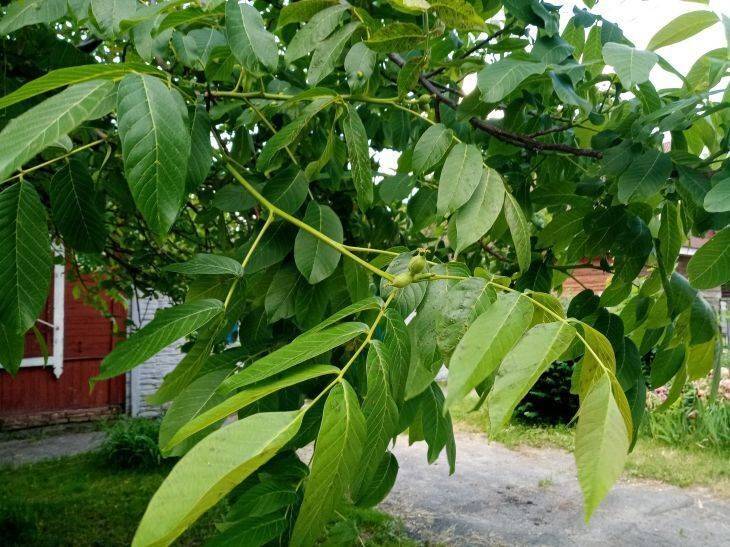 Как растет грецкий орех фото дерево в саду