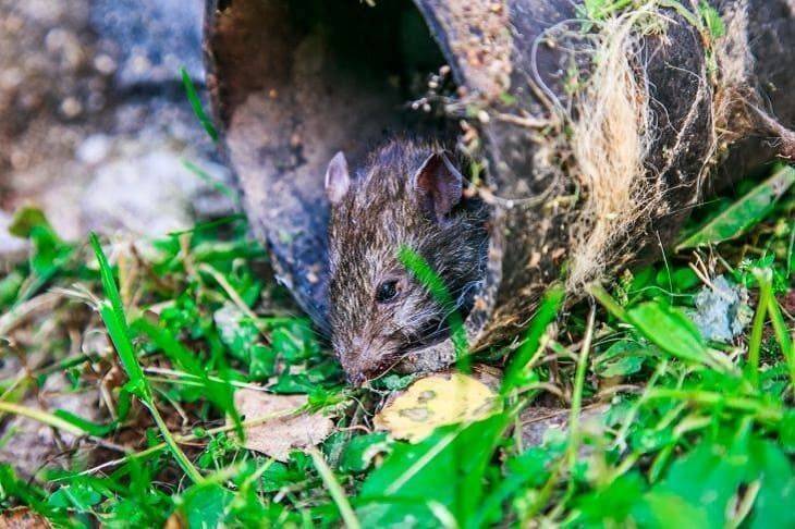 Мыши в огороде. Мышь Огородная. Мышка в огороде. Мышь Огородная фото.