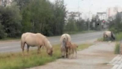 Штраф-стоянка для лошадей: Якутск подвергся нашествию бесхозных непарнокопытных - mur.tv - Якутск