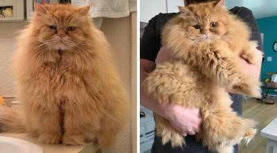 Толстый персидский кот из приюта стал звездой социальных сетей - mur.tv
