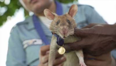 Крыса Магава награждена золотой медалью за храбрость при обнаружении мин - chert-poberi.ru - Англия - Камбоджа