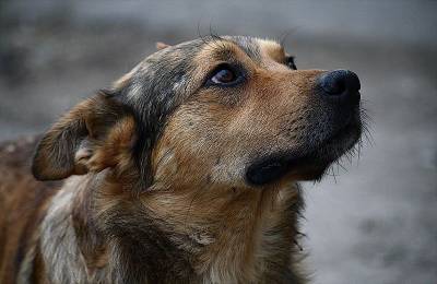 Местные власти опровергают отстрел бродячих собак в смоленской деревне - mur.tv - Россия - Смоленская обл.