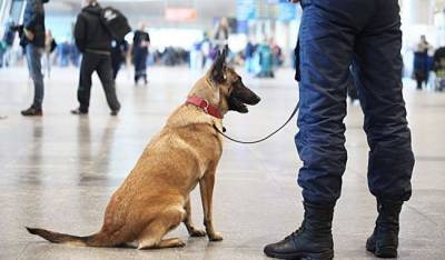 В России собак обучают распозновать коронавирус у людей по запаху - mur.tv - Россия - Хельсинки