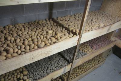 Опытные дачники раскрыли, как надо хранить картошку - woman.rambler.ru