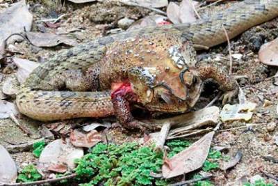 Змеи вспороли брюхо жертвам, просунули голову внутрь и часами пожирали их заживо - mur.tv - Таиланд - Дания