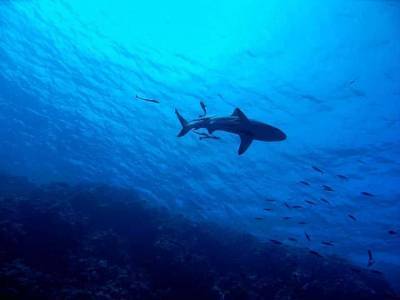 Экологи узнали, сколько акул придется убить ради производства вакцины от Covid-19 – Cursorinfo: главные новости Израиля - mur.tv - Израиль - Англия