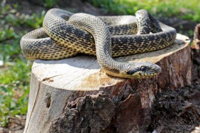 В дом американки заползла змея с двумя головами: видео необычной рептилии - mur.tv