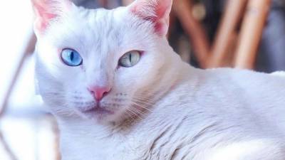 Эту кошку выбросили за разные глазки и лапки-варежки. Она стала звездой Instagram - mur.tv