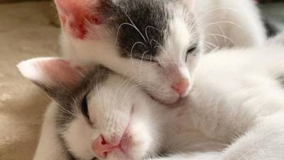 Эти чудесные котята-двойняшки отказываются разлучаться - mur.tv - Сша