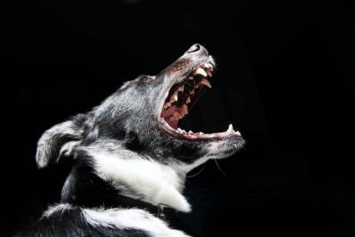 Жительница Палкино: Стаи бродячих собак угрожают людям - mur.tv