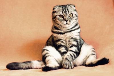 Ученые доказали, что кошки повторяют действия за хозяевами - mur.tv - Япония - Будапешт