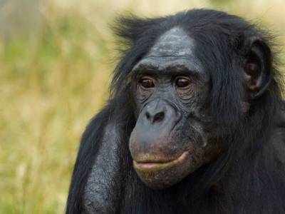 Карликовые шимпанзе бонобо помогли ученым открыть новый вид грибов - mur.tv - Конго
