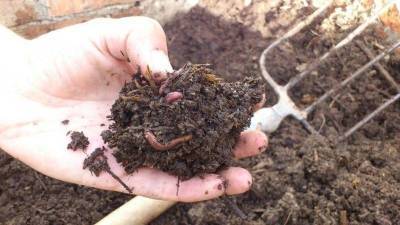 Подкормка для червей в сентябре увеличивает плодородие почвы - sadogorod.club