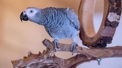В Британии попугаи начали оскорблять посетителей в парке дикой природы - mur.tv - Англия