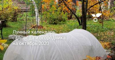 Лунный календарь садовода и огородника на октябрь 2020 - sadogorod.club