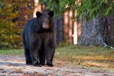 В зоопарке под Москвой медведь напал на мужчину с ребенком: первые подробности - mur.tv - Россия - Москва