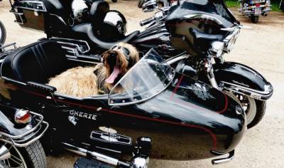Как путешествовать с собакой на мотоцикле? - mur.tv