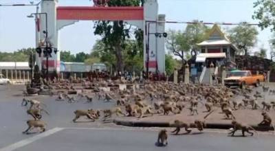 В Таиланде пришлось кастрировать сотни обезьян - chert-poberi.ru - Таиланд