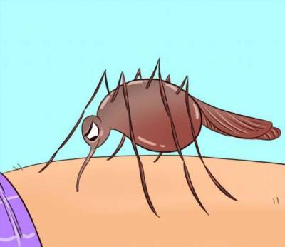 Что происходит с телом, когда вас кусает комар - milayaya.ru
