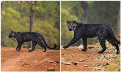 В Индии заметили редчайшего черного леопарда за охотой (6 фото) - chert-poberi.ru - Индия