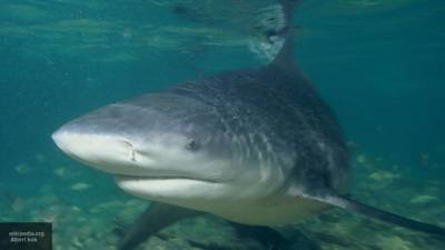Австралийский серфер пропал после появления акулы около пляжа - mur.tv - Австралия - Эсперанс