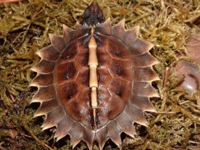 Колючая черепаха: Бритвенно острые сюрикены. Зачем рептилиям лезвия на панцире? (7 фото) - chert-poberi.ru - Таиланд - Бирма