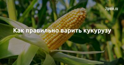Как правильно варить кукурузу - 7days.ru