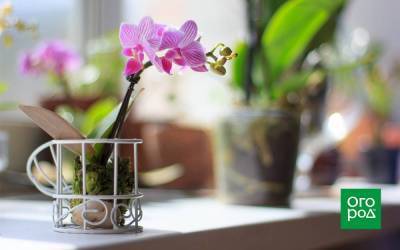 Мини-орхидеи: виды и тонкости выращивания дома - sadogorod.club