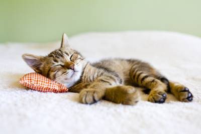 Почему кошка любит спать в хозяйской постели? - shkolazhizni.ru