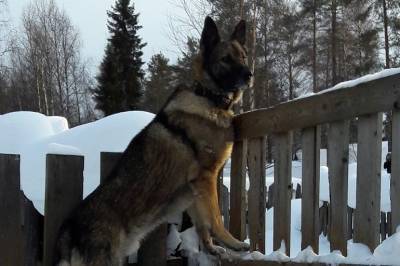 Волки утащили овчарку со двора в Усогорске - mur.tv
