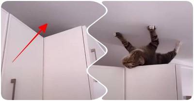 Чудаковатый кот смешит хозяйку своим поведением - mur.tv