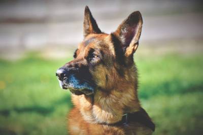Кинологи перечислили лучшие породы сторожевых собак - mur.tv