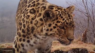Старейший леопард Охотск попал на фото и покорил пользователей Сети - mur.tv