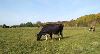 Жительница Чувашии хотела продать корову, но лишилась всех своих сбережений - mur.tv - республика Чувашия