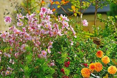 20 многолетних цветов для яркой осени - lublusebya.ru