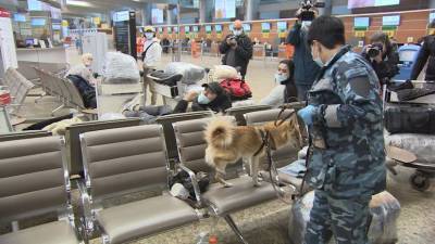 Служебных собак Аэрофлота учат распознавать носителей COVID-19 - mur.tv