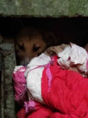 Волонтерам удалось спасти собаку, которая полгода просидела в шахте закрытого завода - mur.tv - Запорожье