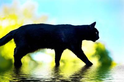 Что делать, если черная кошка перешла вам дорожку? Истоки суеверия - lifehelper.one - Египет
