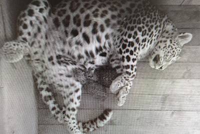 Два котёнка родились в сочинском центре восстановления леопарда на Кавказе - mur.tv - Иран - Туркмения